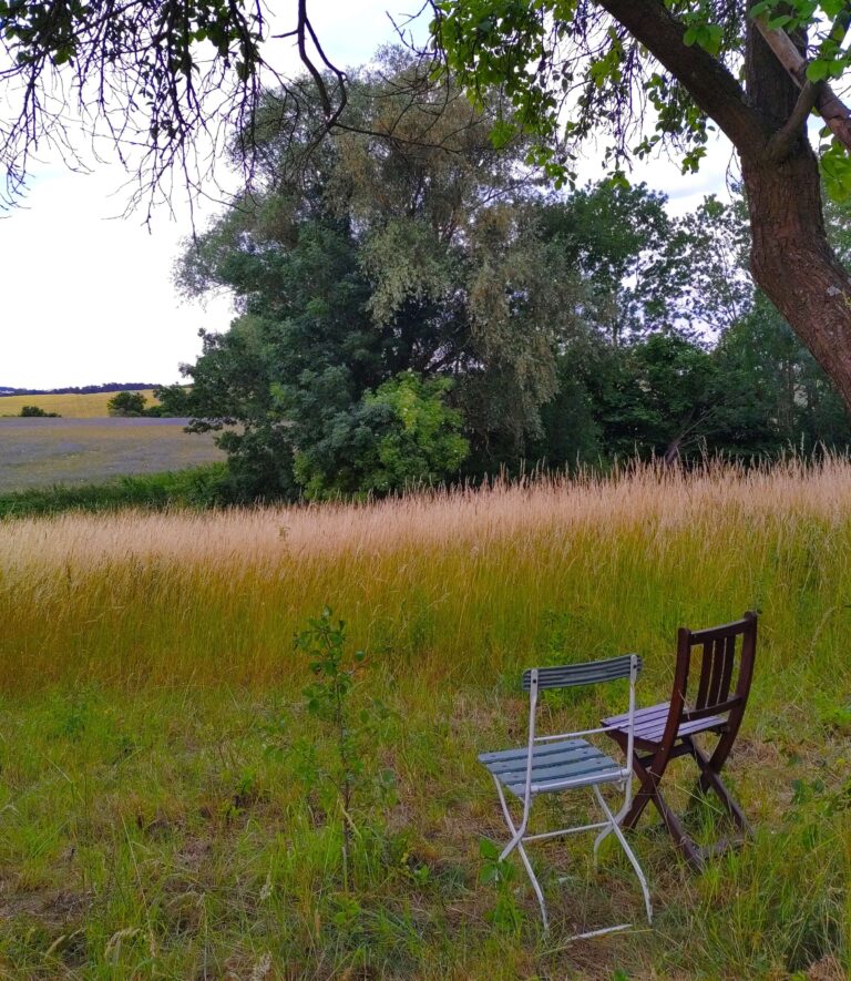 An image with landscape of a yellow field, a tree in the distance and two different and empty chairs facing the horizon